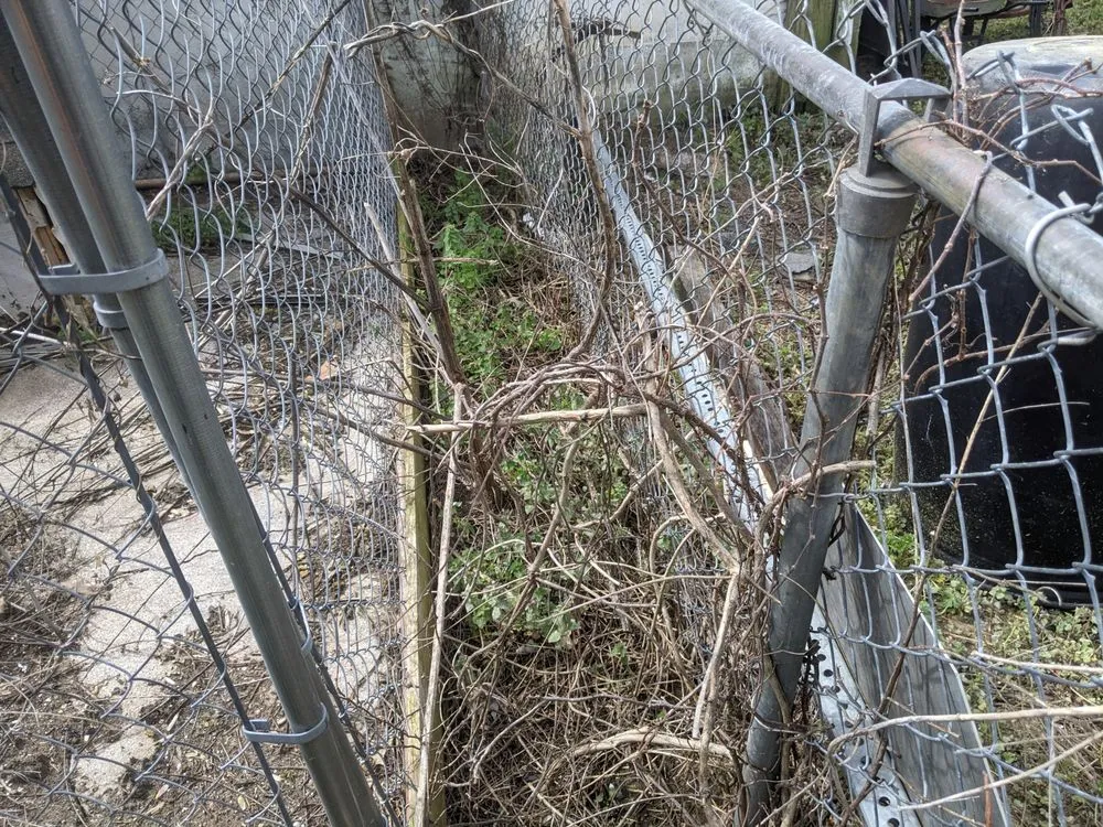 Affordable yard cleanup service near you in Louisville, KY by Bring it Back to Life