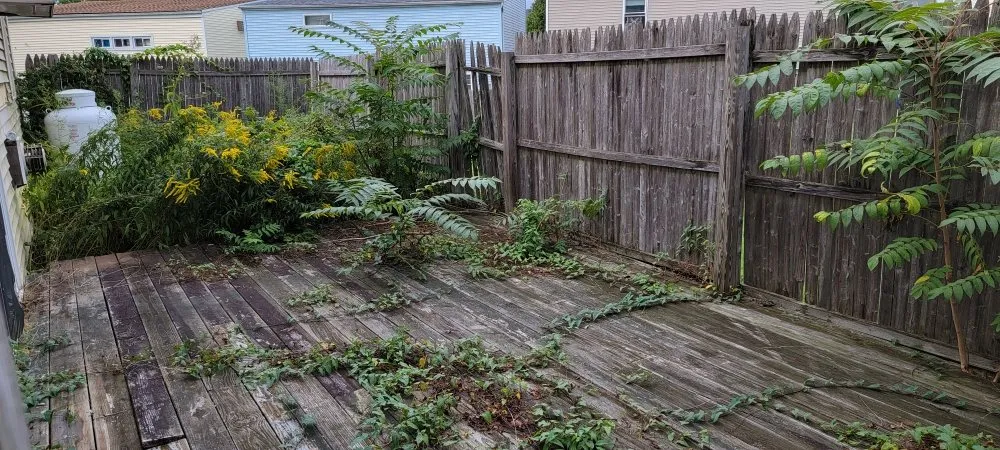 Top-rated lawn care service for year-round maintenance across New Haven, CT - Briones Lawn Care