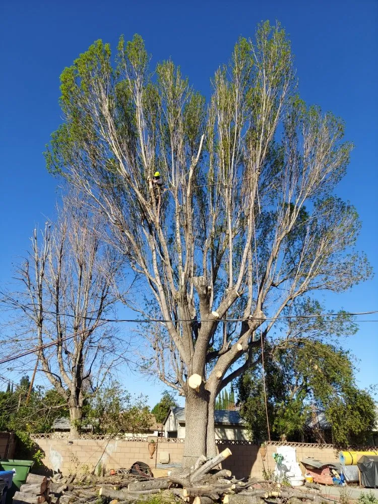 Professional landscape installation in City of Industry, CA - Briseños Tree Service & Landscaping
