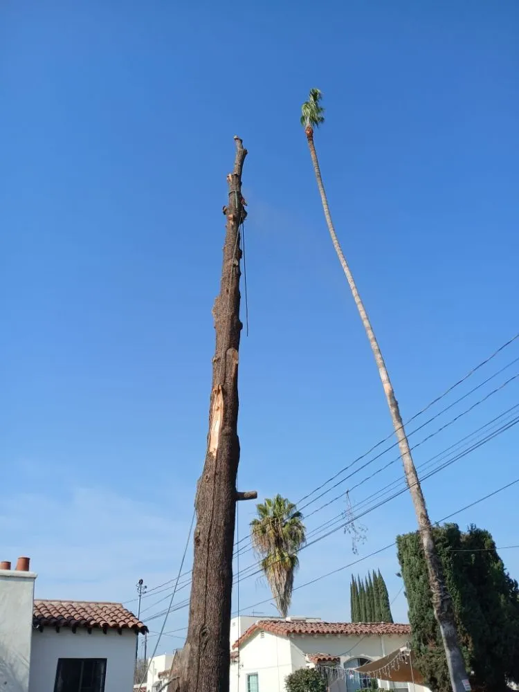 Reliable yard maintenance for homes across City of Industry, CA - Briseños Tree Service & Landscaping