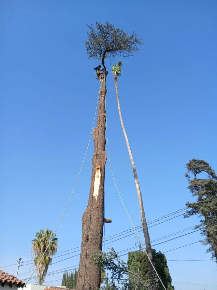 Reliable landscape installation experts serving City of Industry, CA - Briseños Tree Service & Landscaping