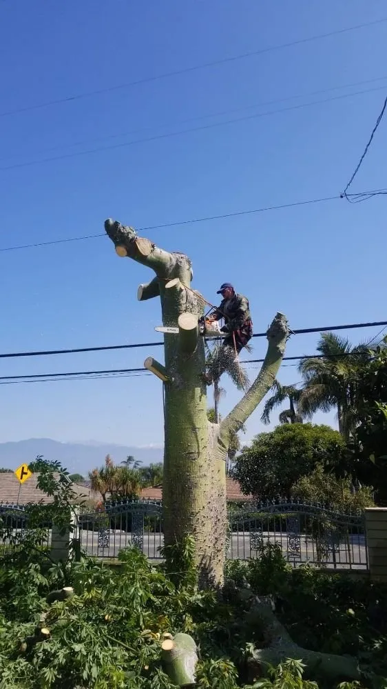 Top-rated residential landscaping for outdoor upgrades across City of Industry, CA - Briseños Tree Service & Landscaping