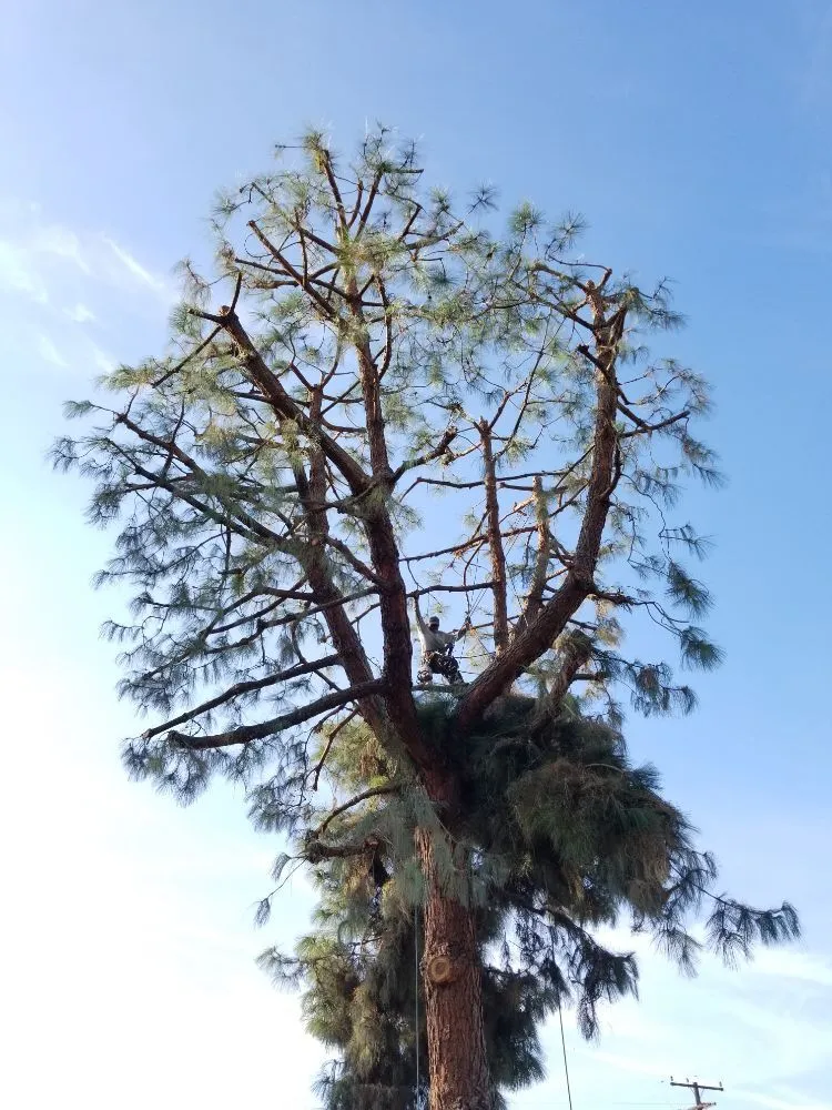 Reliable landscape design for year-round maintenance in City of Industry, CA by Briseños Tree Service & Landscaping