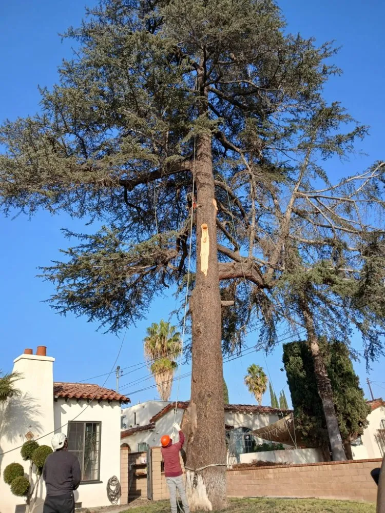 Reliable residential landscaping for homes in City of Industry, CA by Briseños Tree Service & Landscaping