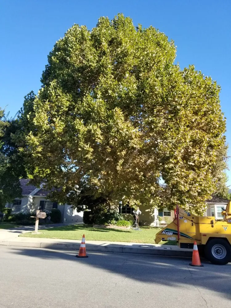 Trusted outdoor landscaping for homes in City of Industry, CA by Briseños Tree Service & Landscaping