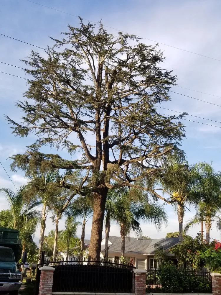 Trusted yard maintenance experts serving City of Industry, CA - Briseños Tree Service & Landscaping