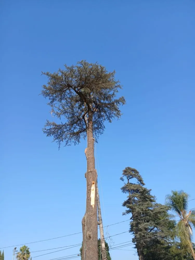 Custom garden landscaping in City of Industry, CA - Briseños Tree Service & Landscaping