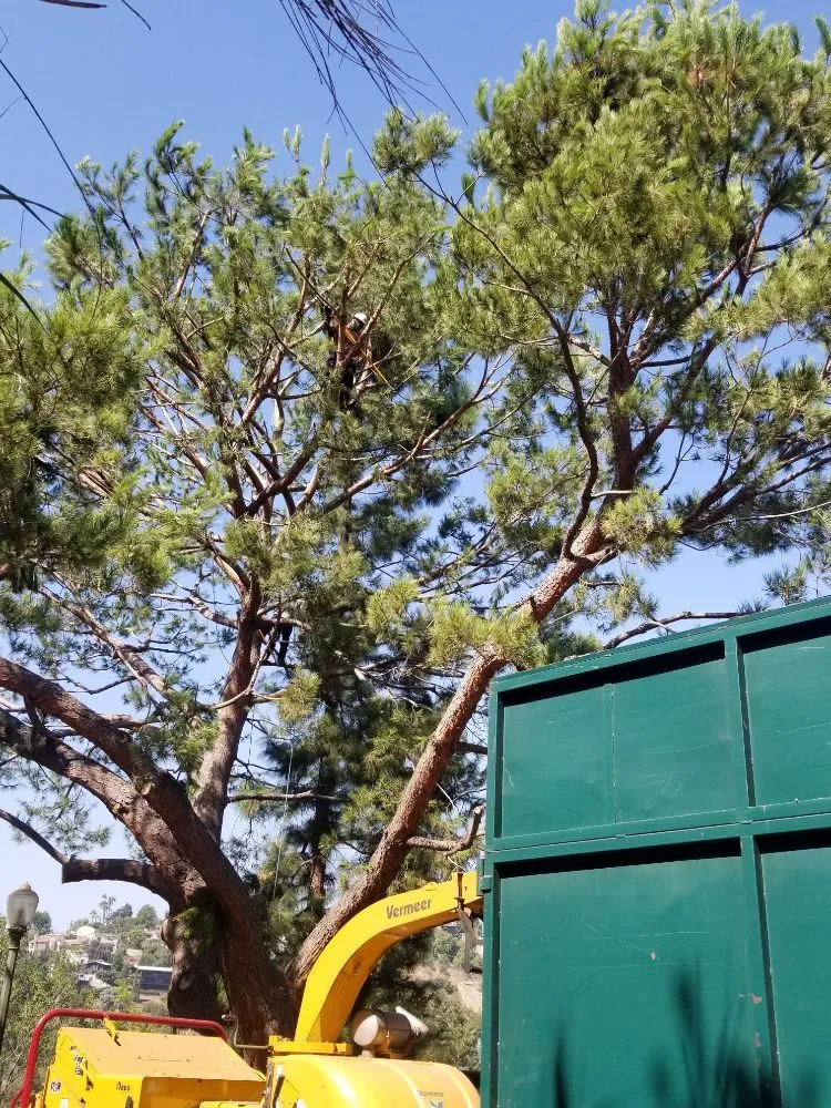 Local garden landscaping experts serving City of Industry, CA - Briseños Tree Service & Landscaping