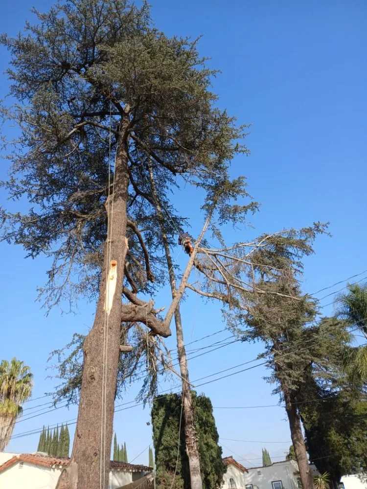 Local outdoor landscaping for residential properties in City of Industry, CA by Briseños Tree Service & Landscaping