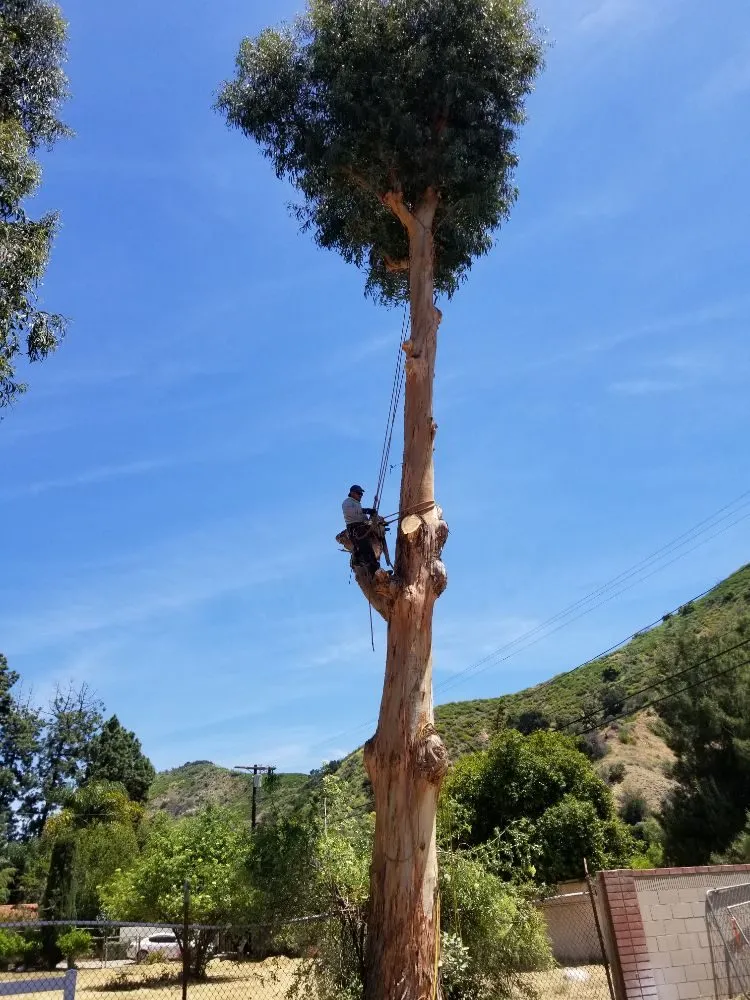 Local residential landscaping in City of Industry, CA by Briseños Tree Service & Landscaping