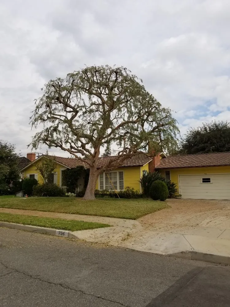 Professional yard cleanup service in City of Industry, CA by Briseños Tree Service & Landscaping