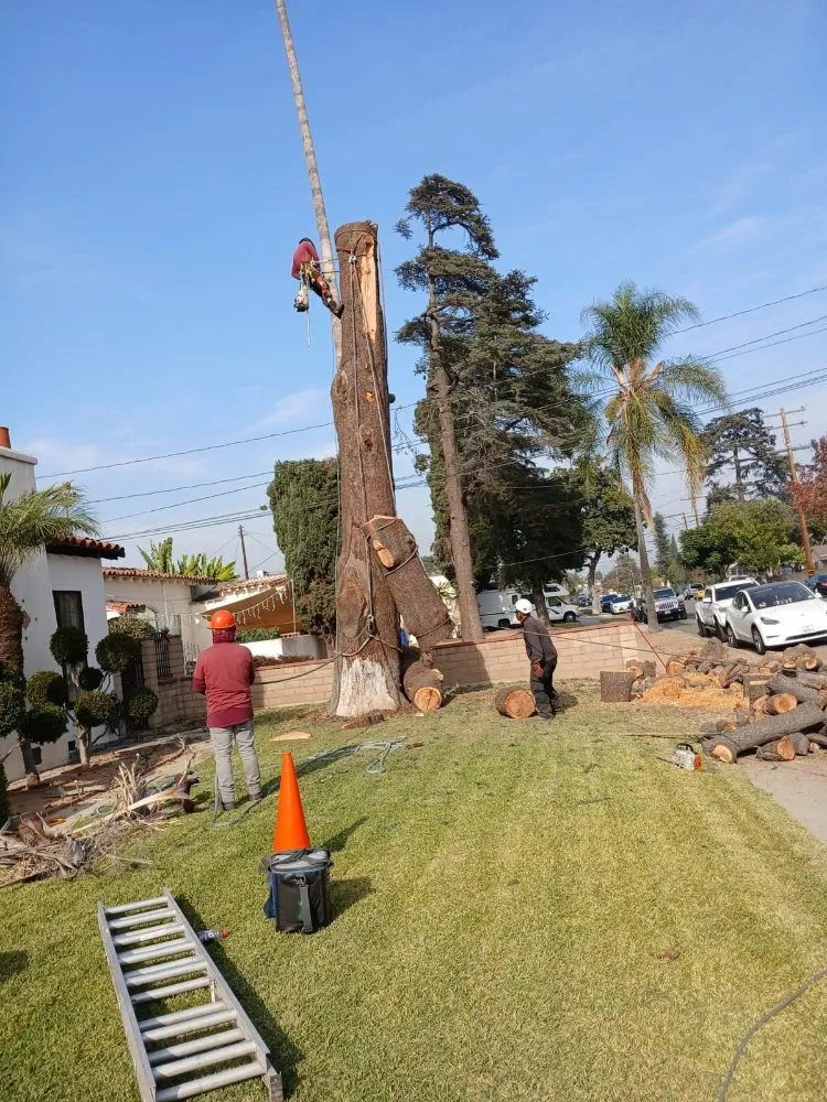 Custom yard cleanup service in City of Industry, CA by Briseños Tree Service & Landscaping