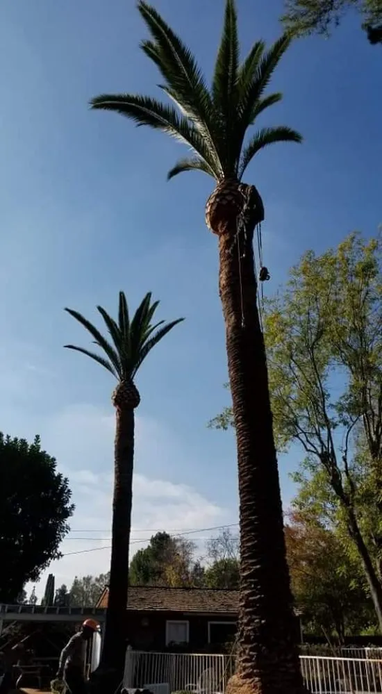 Affordable landscape installation for beautiful yards across City of Industry, CA - Briseños Tree Service & Landscaping