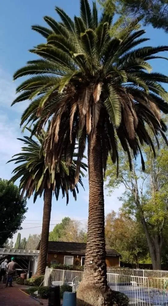 Reliable landscape design in City of Industry, CA - Briseños Tree Service & Landscaping