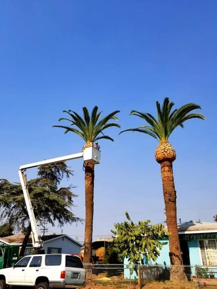 Reliable yard cleanup service experts serving City of Industry, CA - Briseños Tree Service & Landscaping