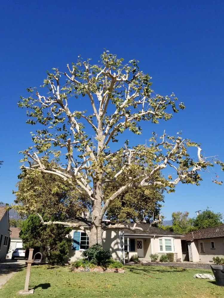 Professional landscaping services in City of Industry, CA by Briseños Tree Service & Landscaping