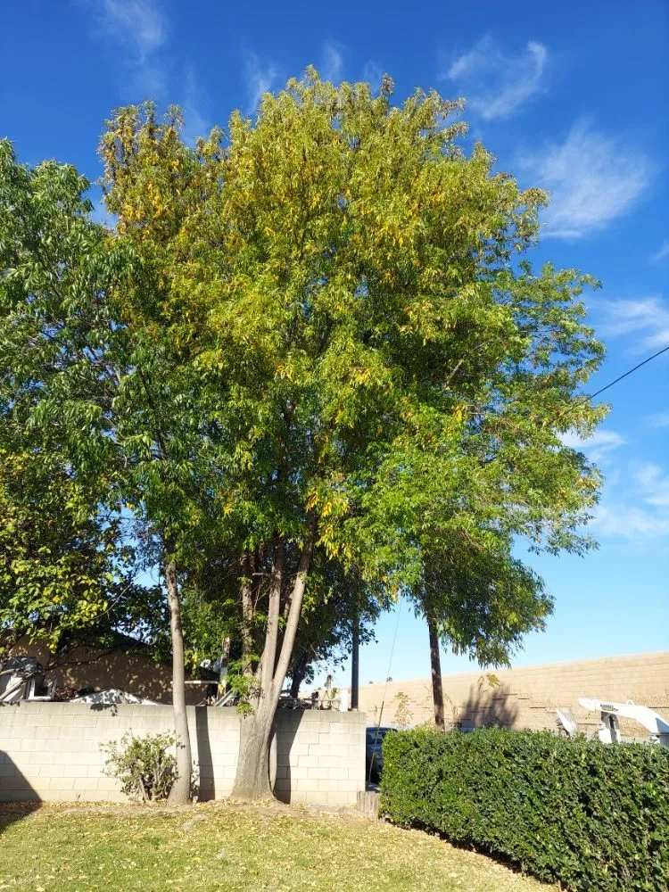 Expert landscape installation for outdoor upgrades across City of Industry, CA - Briseños Tree Service & Landscaping