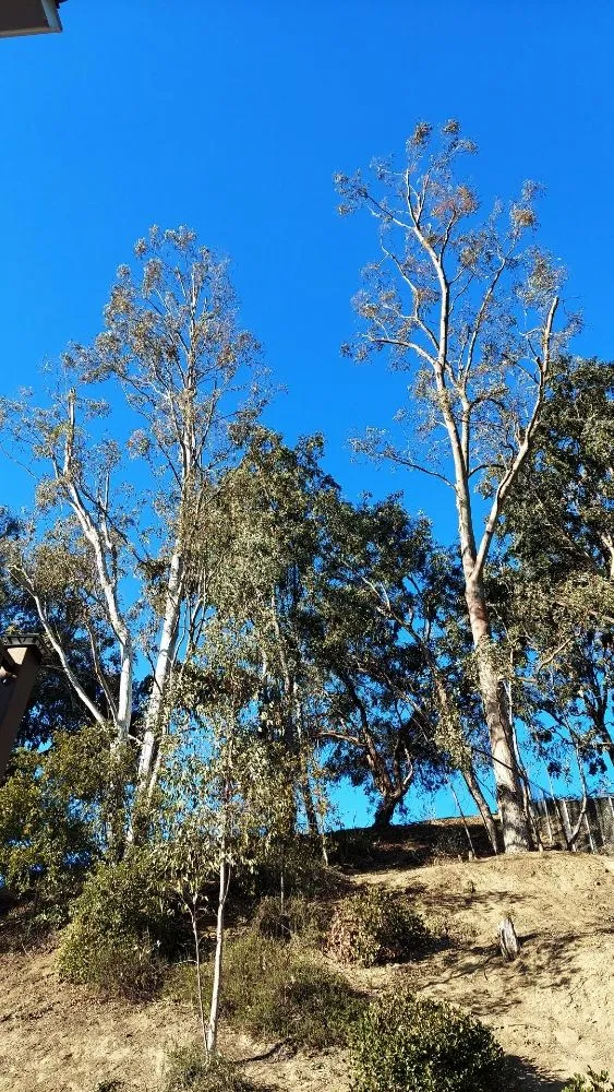 Local landscape installation in City of Industry, CA - Briseños Tree Service & Landscaping