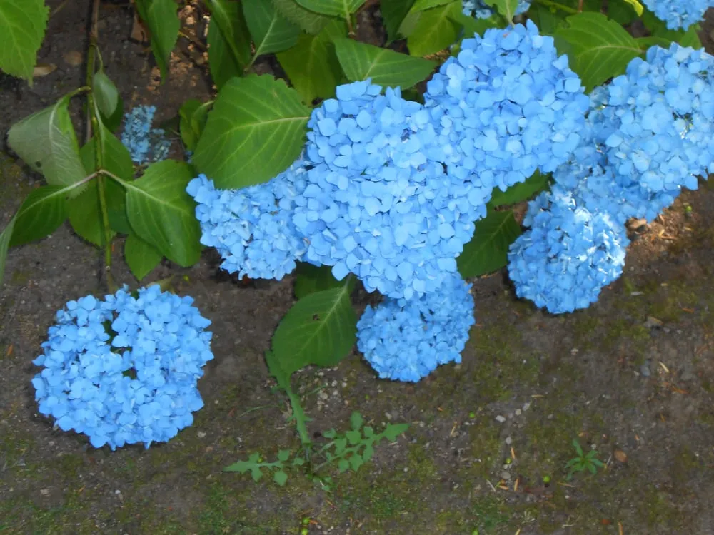 Expert lawn mowing service in Orlando, FL by Britestone Restoration & Powerwash