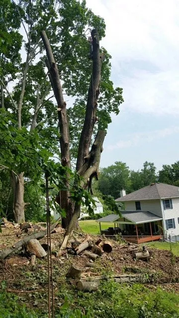 Reliable yard cleanup service in Hunlock Creek, PA - Brizzy's Arbor Care and Landscaping