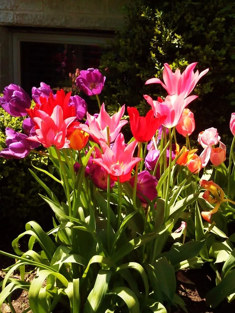 Affordable outdoor landscaping near you across Chicago, IL - BRL Design