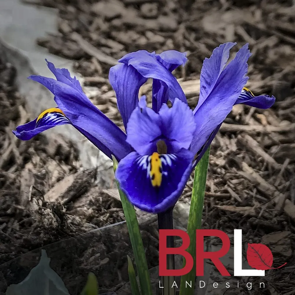 Expert yard maintenance in Chicago, IL - BRL Design