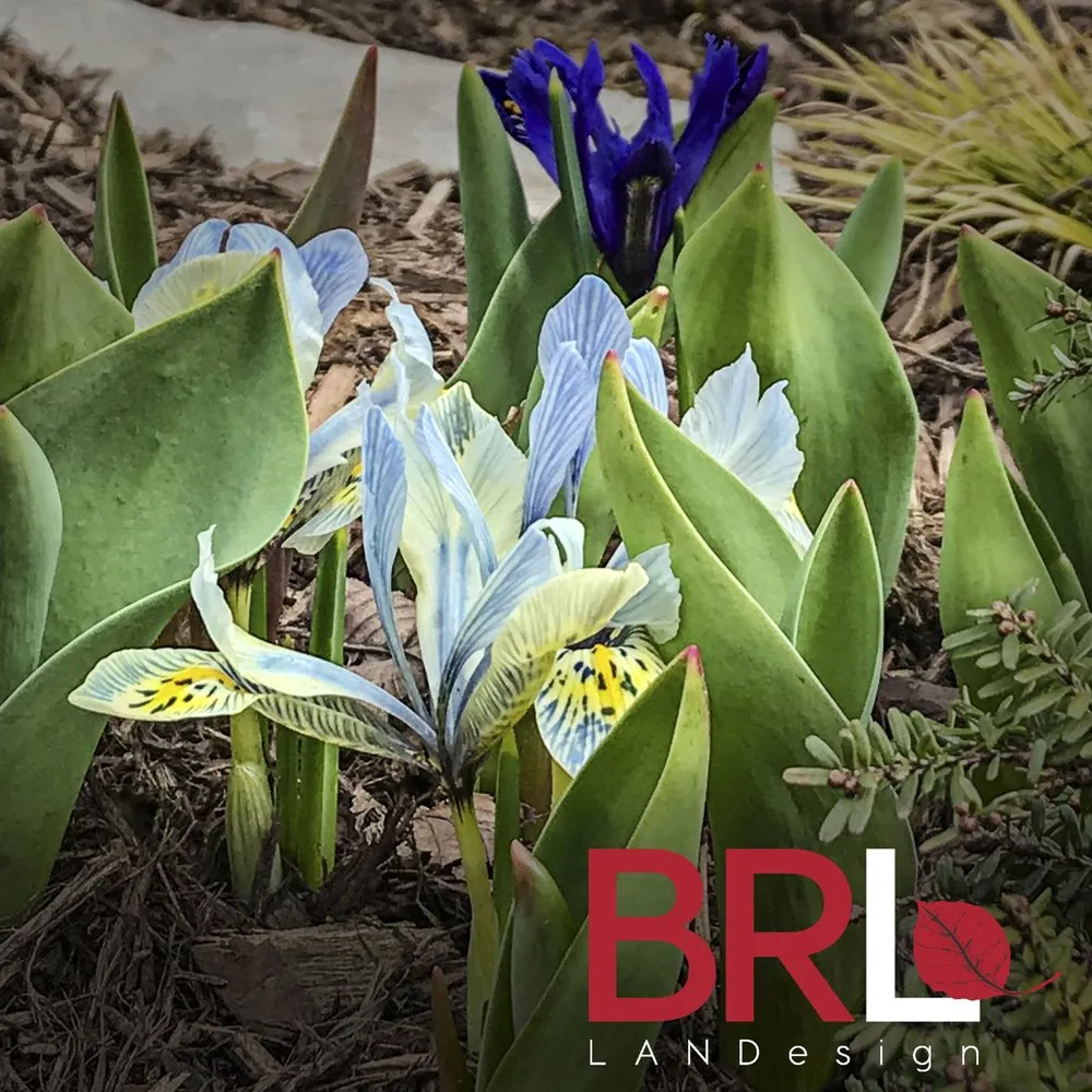 Top-rated yard maintenance in Chicago, IL by BRL Design