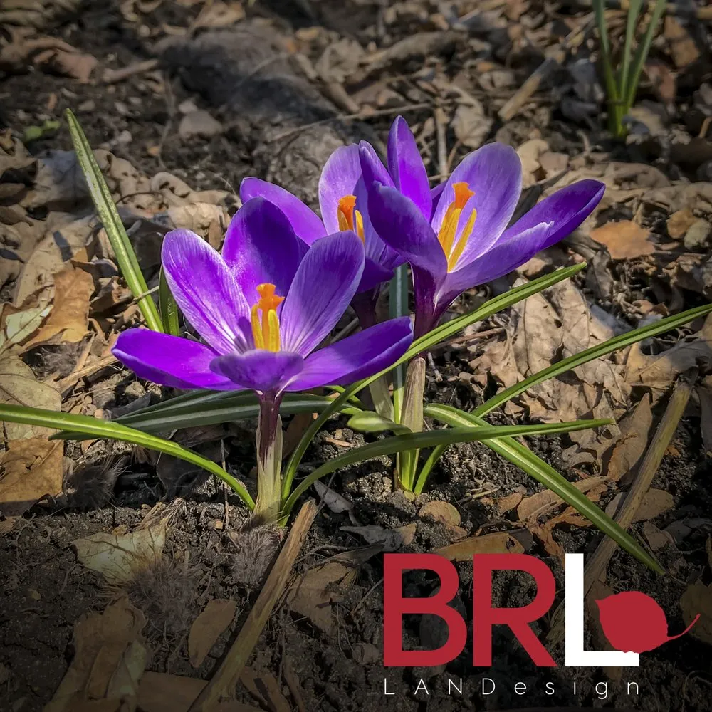 Affordable yard maintenance experts serving Chicago, IL - BRL Design