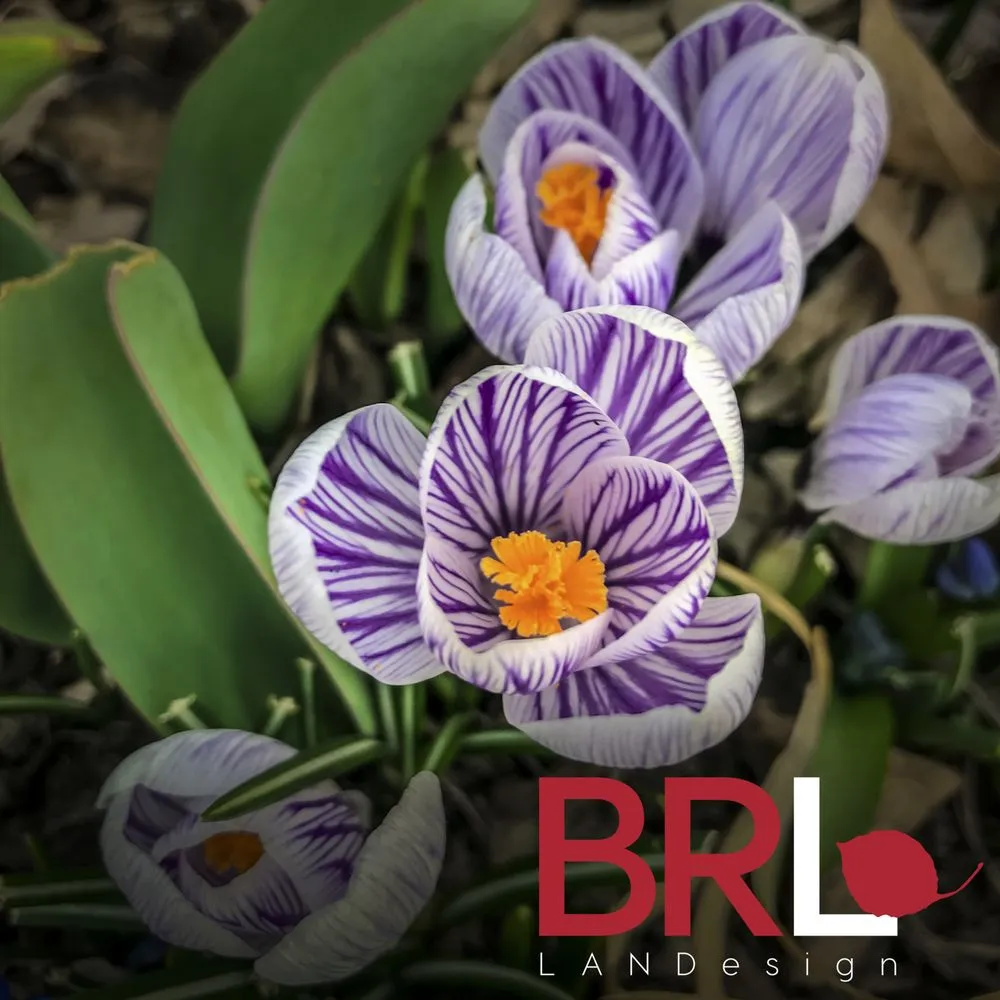 Trusted yard maintenance in Chicago, IL by BRL Design