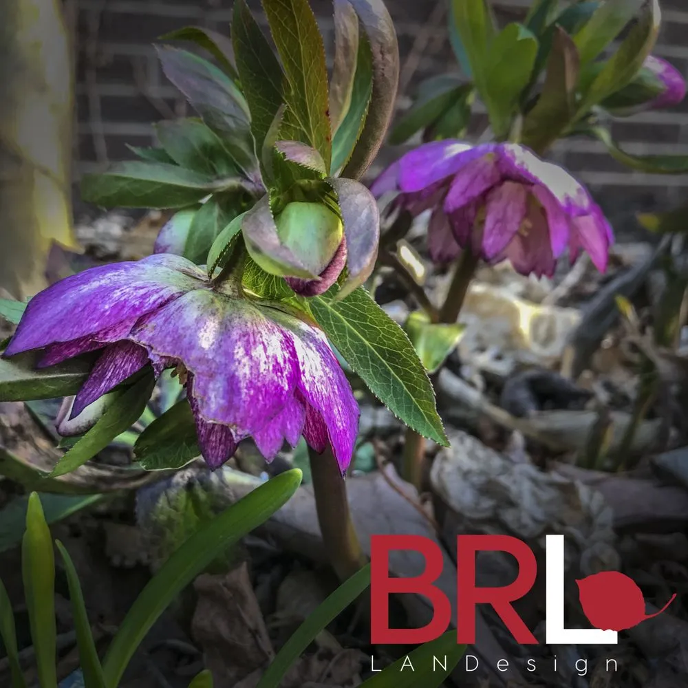 Expert yard cleanup service in Chicago, IL by BRL Design