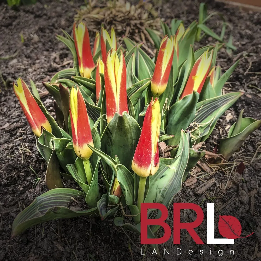 Expert landscape design in Chicago, IL by BRL Design