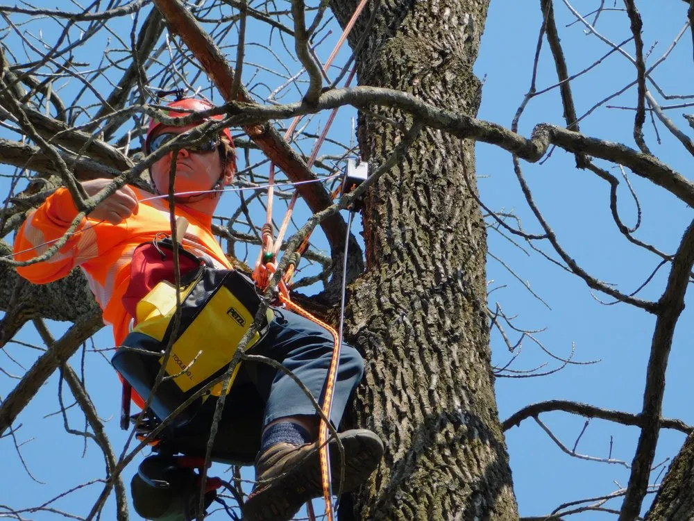 Trusted yard maintenance for homes across Holyoke, MA - Broad Reach Crane & Tree Service