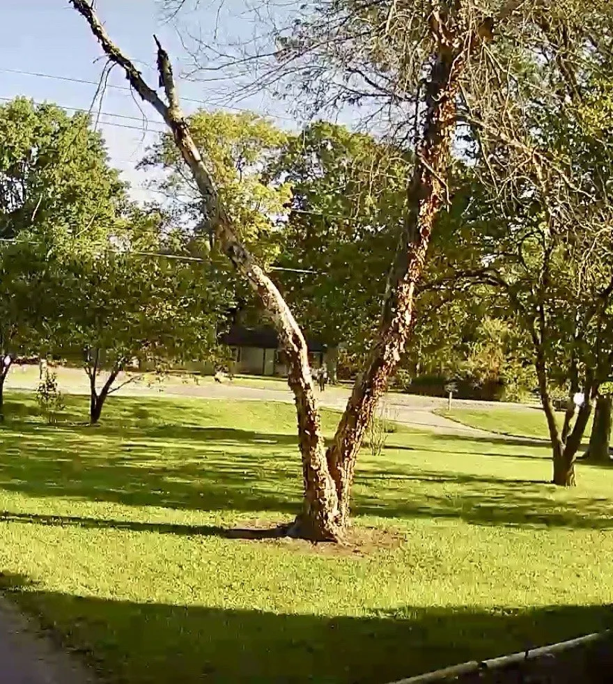 Expert garden landscaping in Indianapolis, IN by Broad Ripple Tree Service