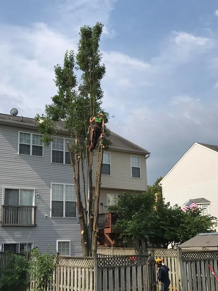 Reliable yard cleanup service in Gaithersburg, MD by Broadleaf Grounds Works