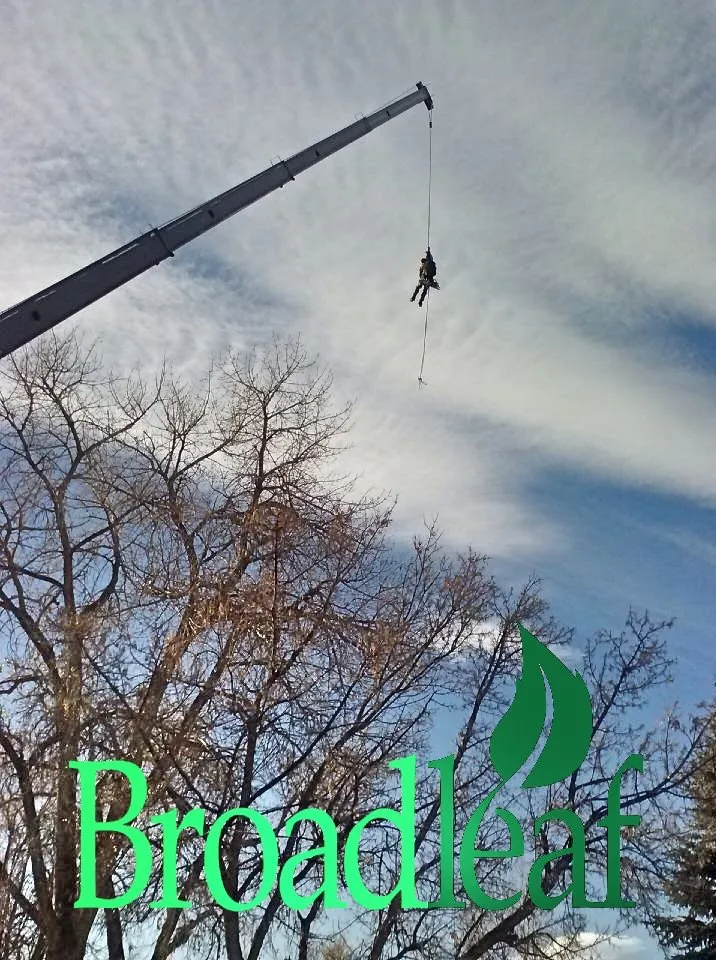 Custom landscaping services in Gaithersburg, MD by Broadleaf Grounds Works