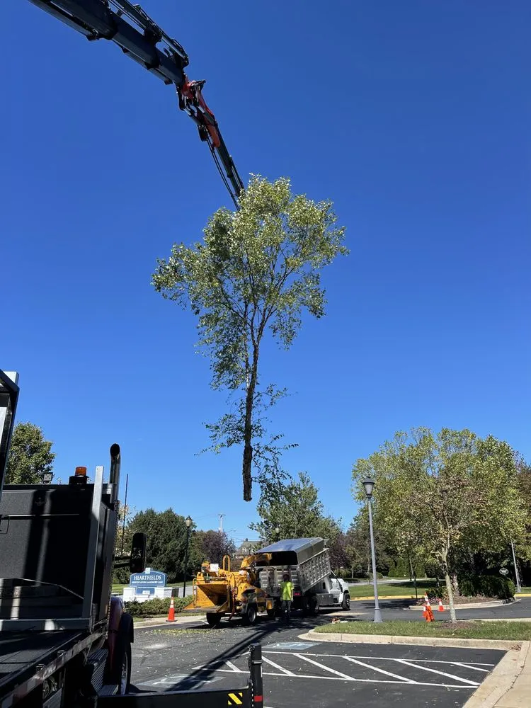 Affordable yard cleanup service in Gaithersburg, MD - Broadleaf Grounds Works