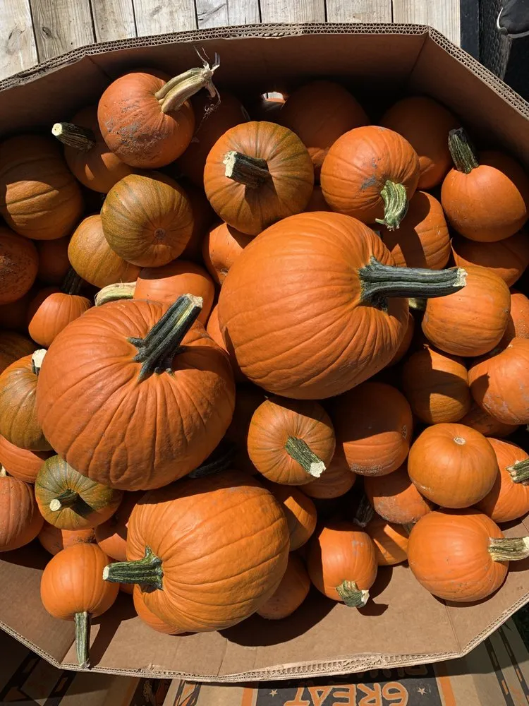 Expert residential landscaping in Damascus, MD - Broadleaf Supplies