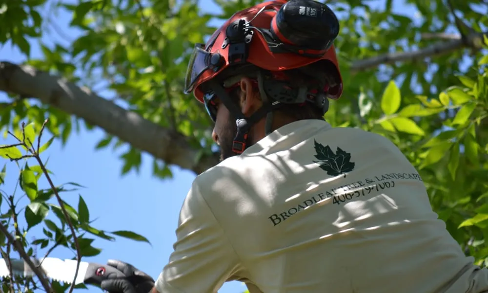 Trusted yard cleanup service for residential properties across Manhattan, MT - Broadleaf Tree & Landscape