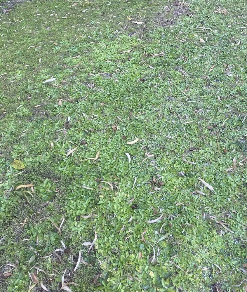 Affordable lawn care service with custom design in Seattle, WA by Broadmoor Lawn Services