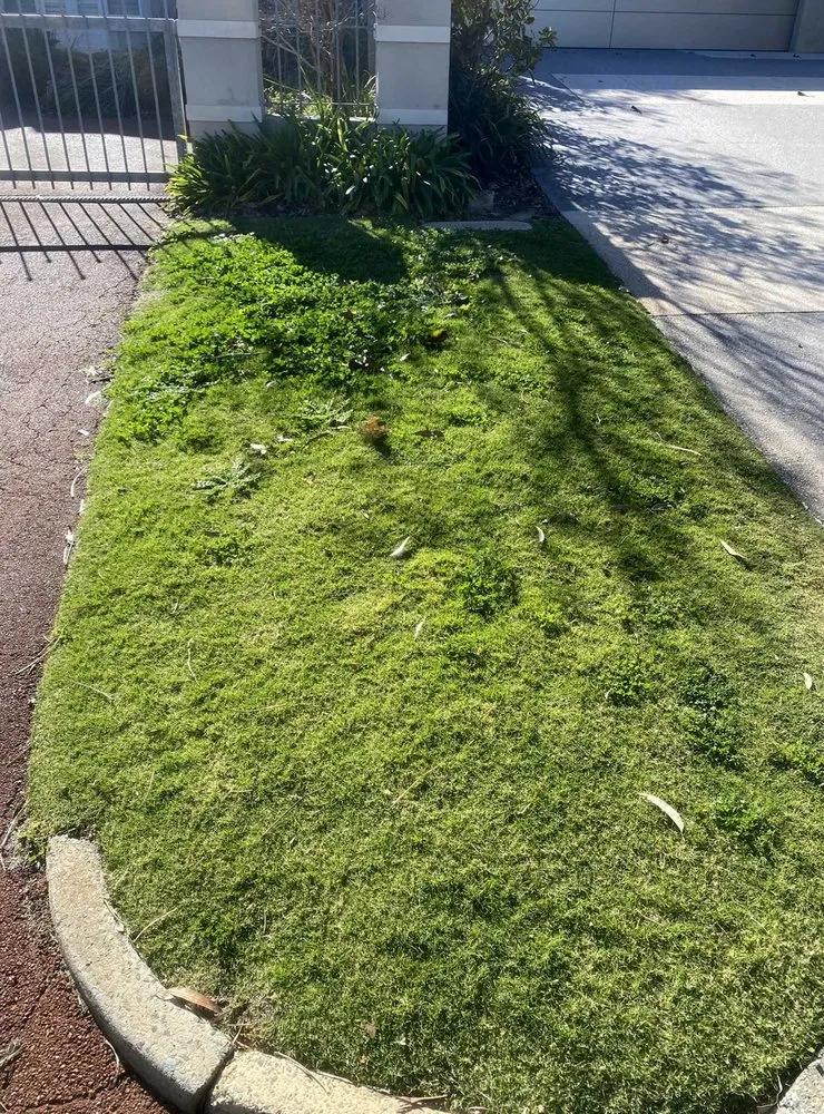 Top-rated landscape installation in Seattle, WA by Broadmoor Lawn Services