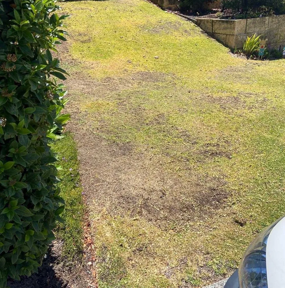 Top-rated lawn care service for year-round maintenance across Seattle, WA - Broadmoor Lawn Services