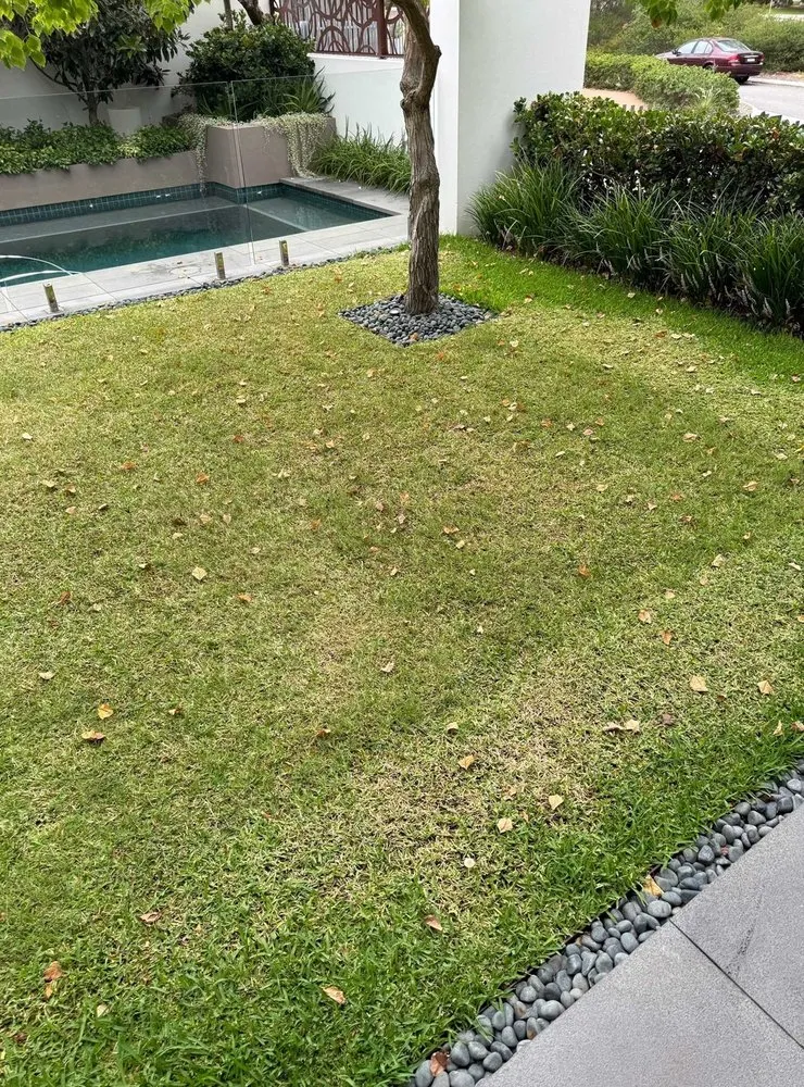 Expert landscape design for year-round maintenance in Seattle, WA by Broadmoor Lawn Services