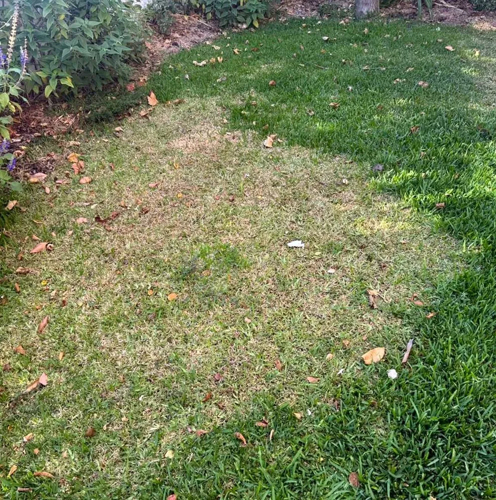 Expert landscape design in Seattle, WA by Broadmoor Lawn Services