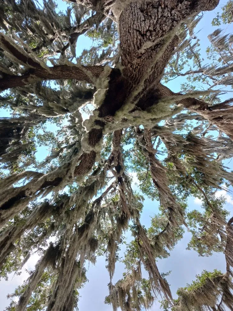 Affordable outdoor landscaping experts serving Keystone Heights, FL - Broadwell