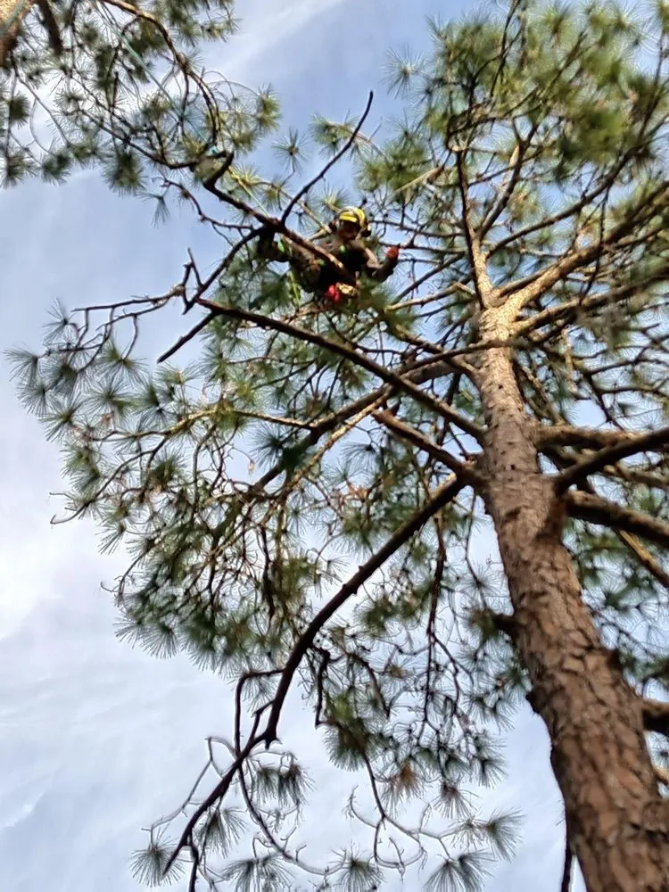 Custom landscape design for beautiful yards in Keystone Heights, FL by Broadwell