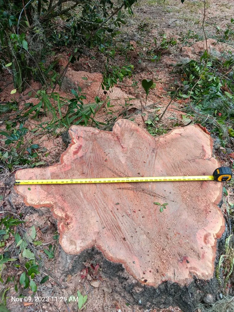 Local residential landscaping in Keystone Heights, FL by Broadwell