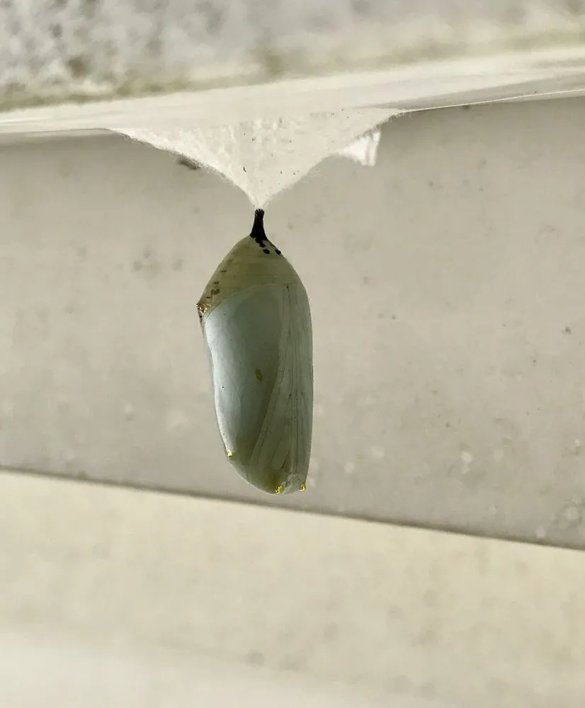 Trusted garden landscaping with custom design in Fairport, NY by Broccolo Lawn and Landscape