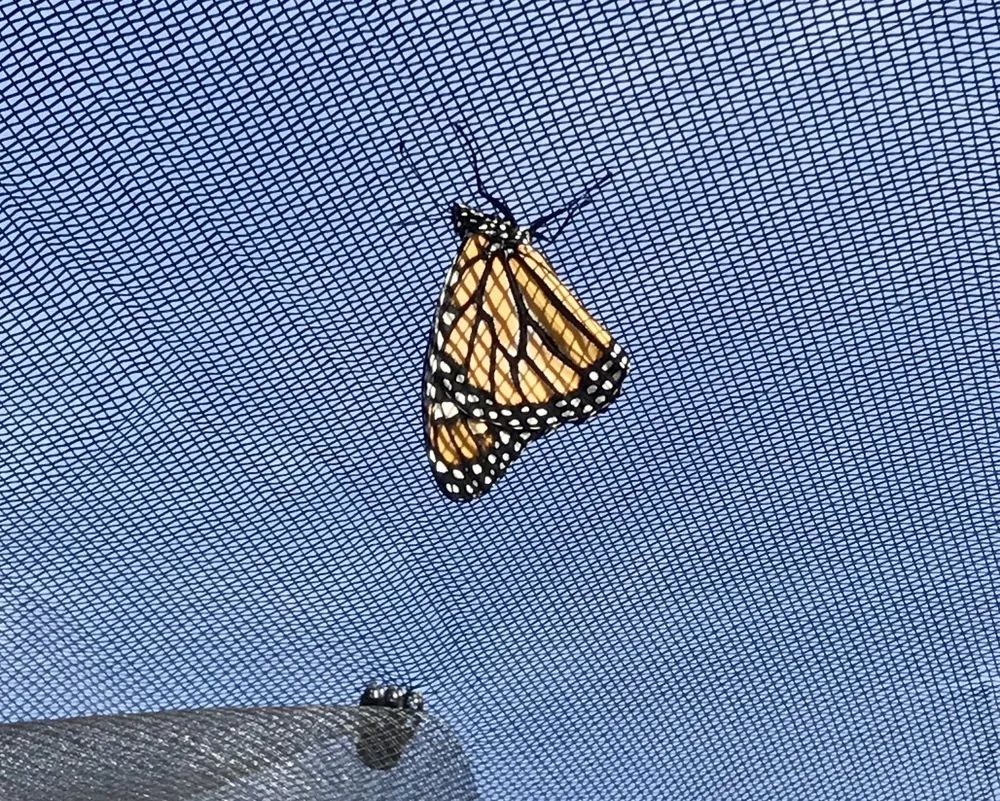 Reliable lawn mowing service for beautiful yards across Fairport, NY - Broccolo Lawn and Landscape