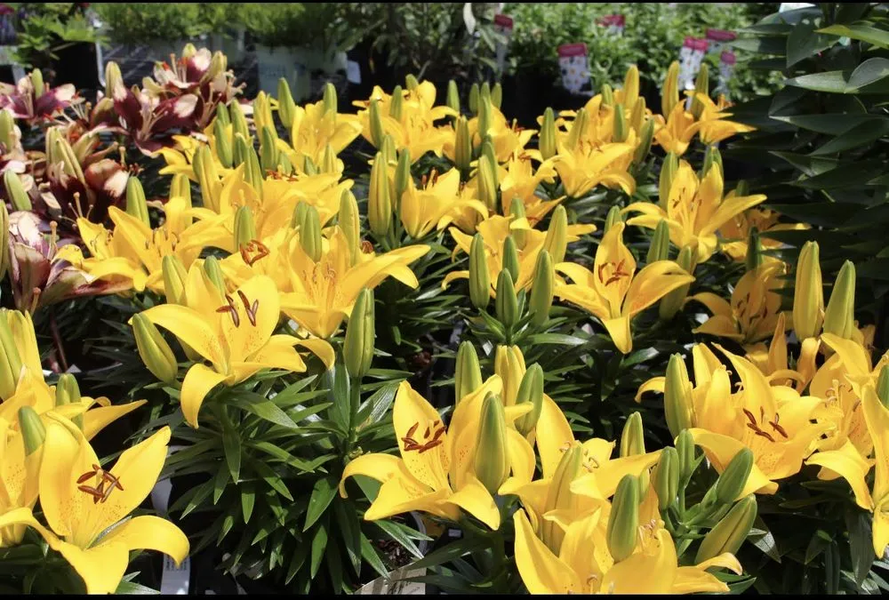 Professional landscape installation in Concord, NH by Brochu Nursery and Landscaping