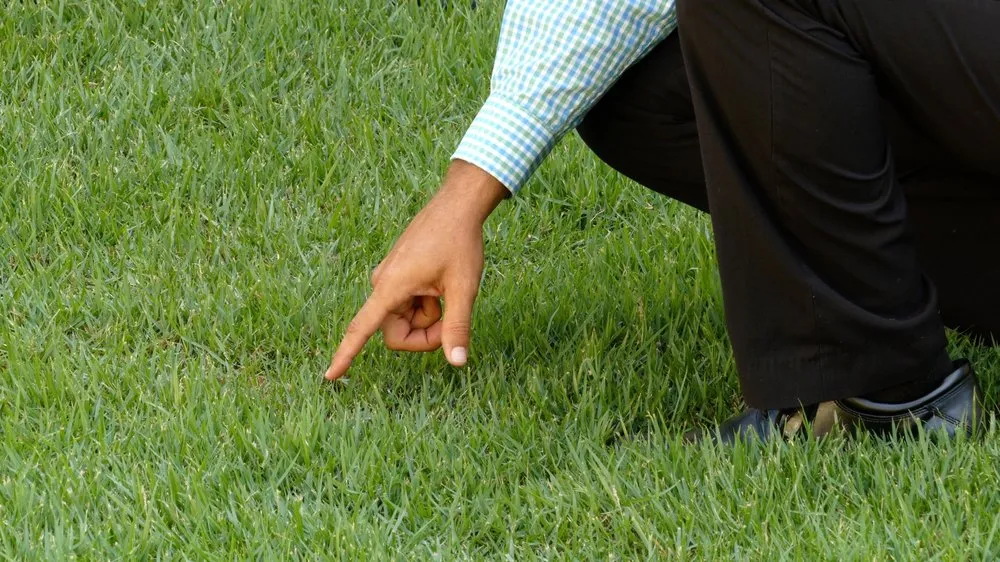 Custom lawn care service for homes in Fort Walton Beach, FL by Brock Lawn & Pest Control